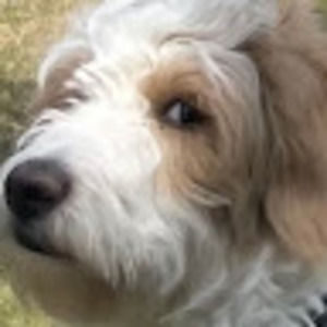 Meet your Posher, Mustafa